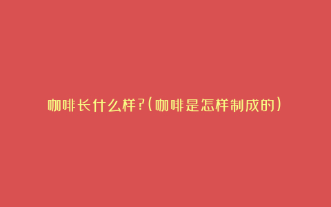 咖啡长什么样?(咖啡是怎样制成的)