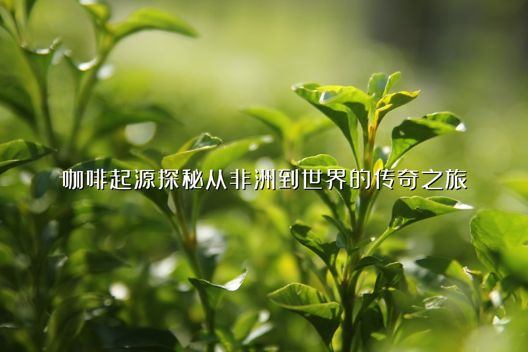 咖啡起源探秘从非洲到世界的传奇之旅