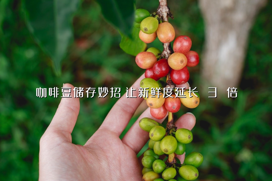 咖啡豆储存妙招：让新鲜度延长 3 倍
