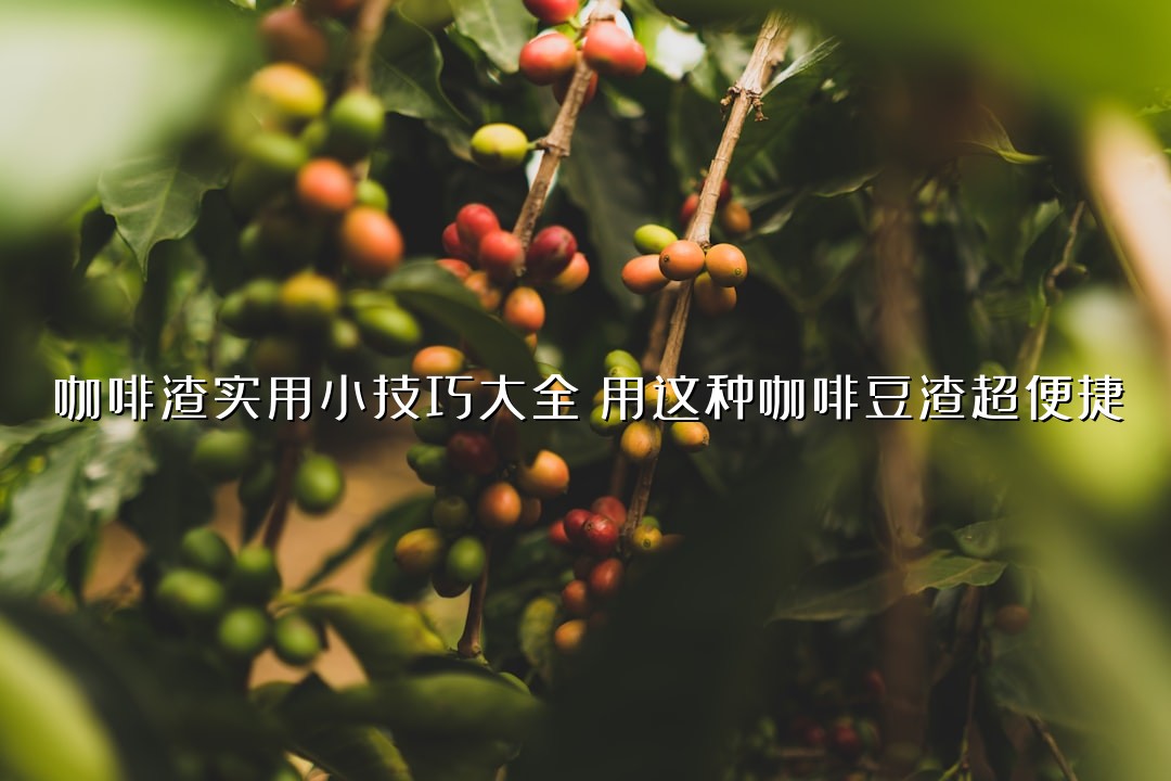 咖啡渣实用小技巧大全：用这种咖啡豆渣超便捷