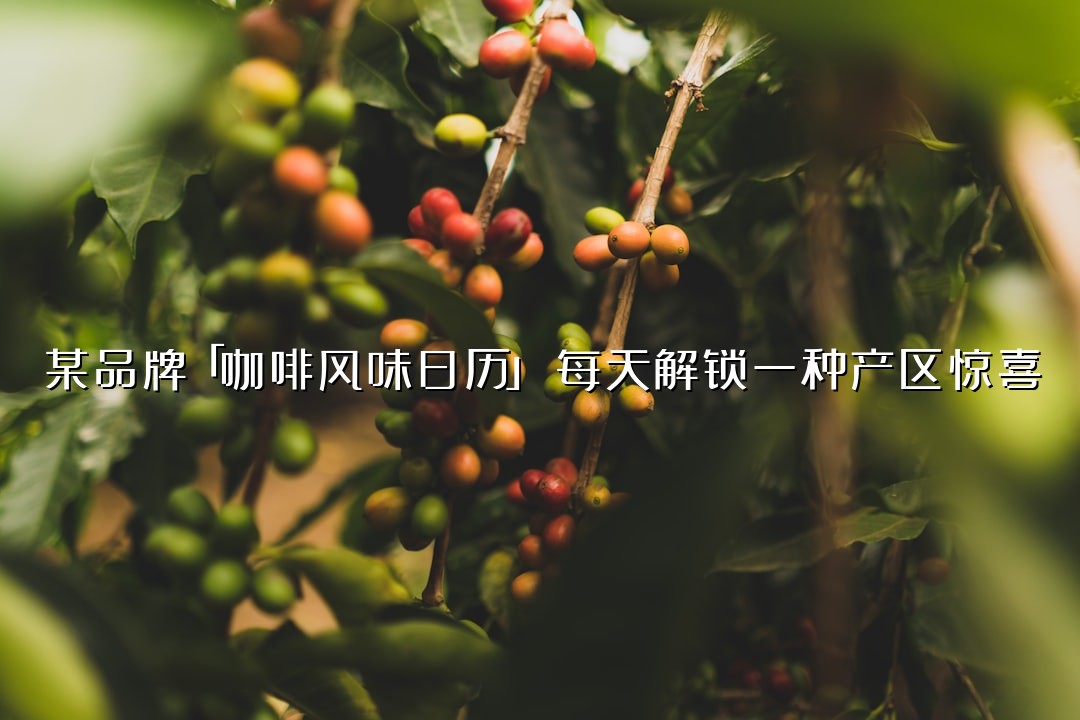 某品牌「咖啡风味日历」：每天解锁一种产区惊喜