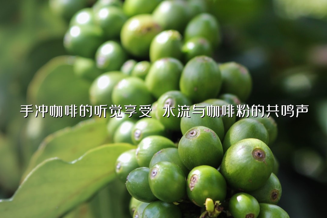手冲咖啡的听觉享受 水流与咖啡粉的共鸣声