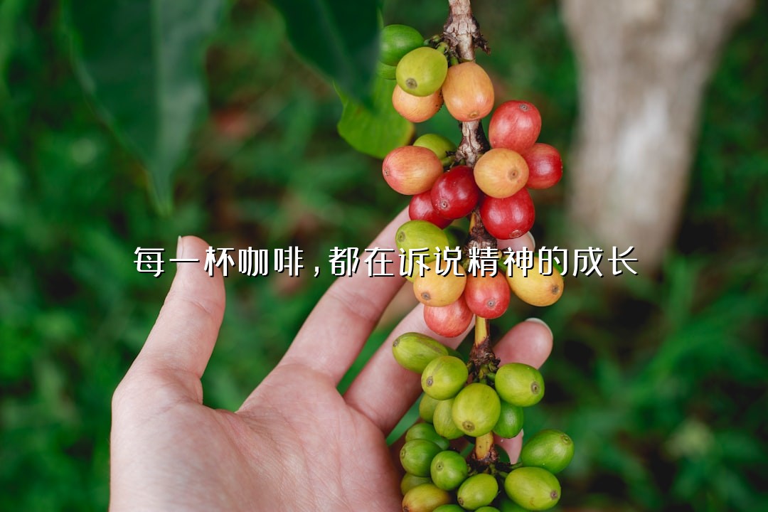 每一杯咖啡，都在诉说精神的成长