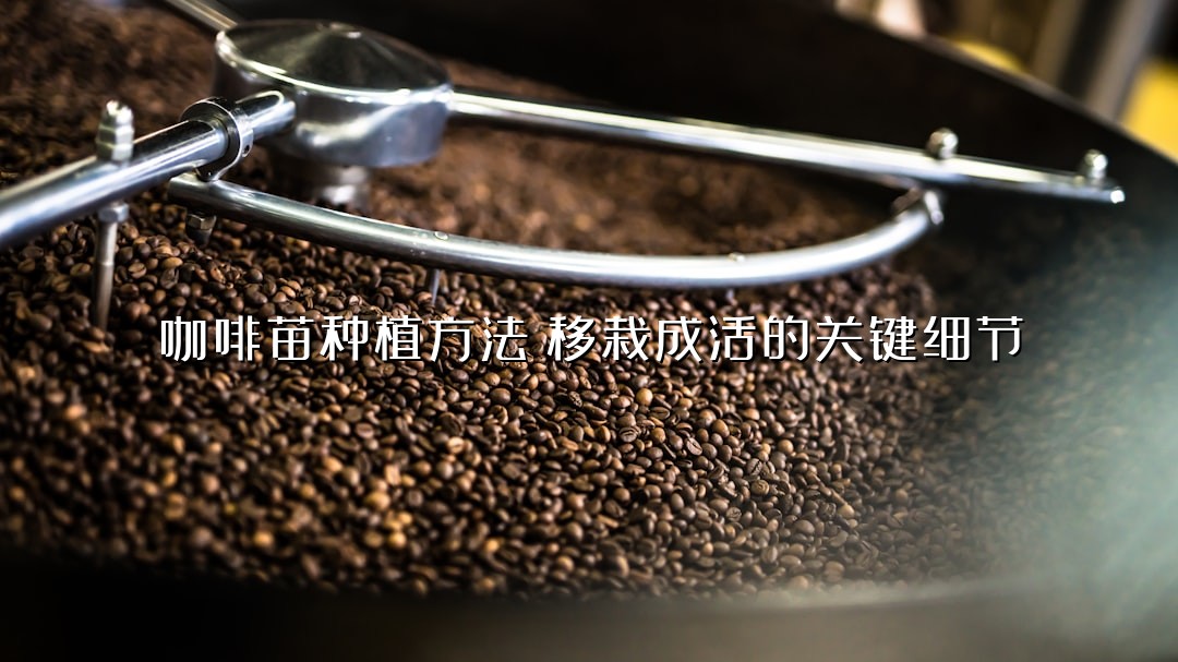 咖啡苗种植方法：移栽成活的关键细节