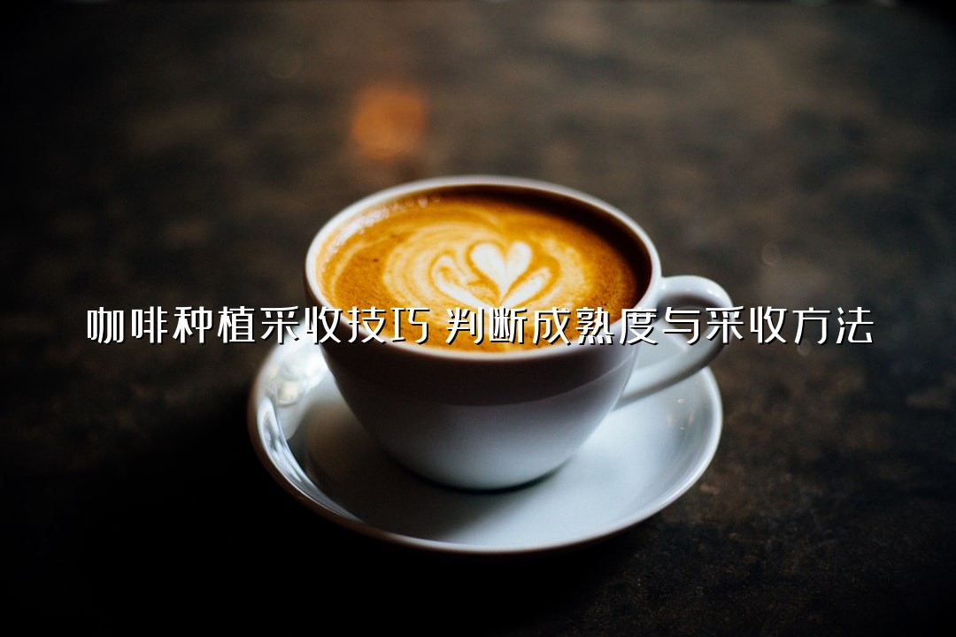 咖啡种植采收技巧：判断成熟度与采收方法