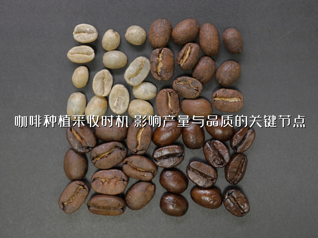 咖啡种植采收时机：影响产量与品质的关键节点