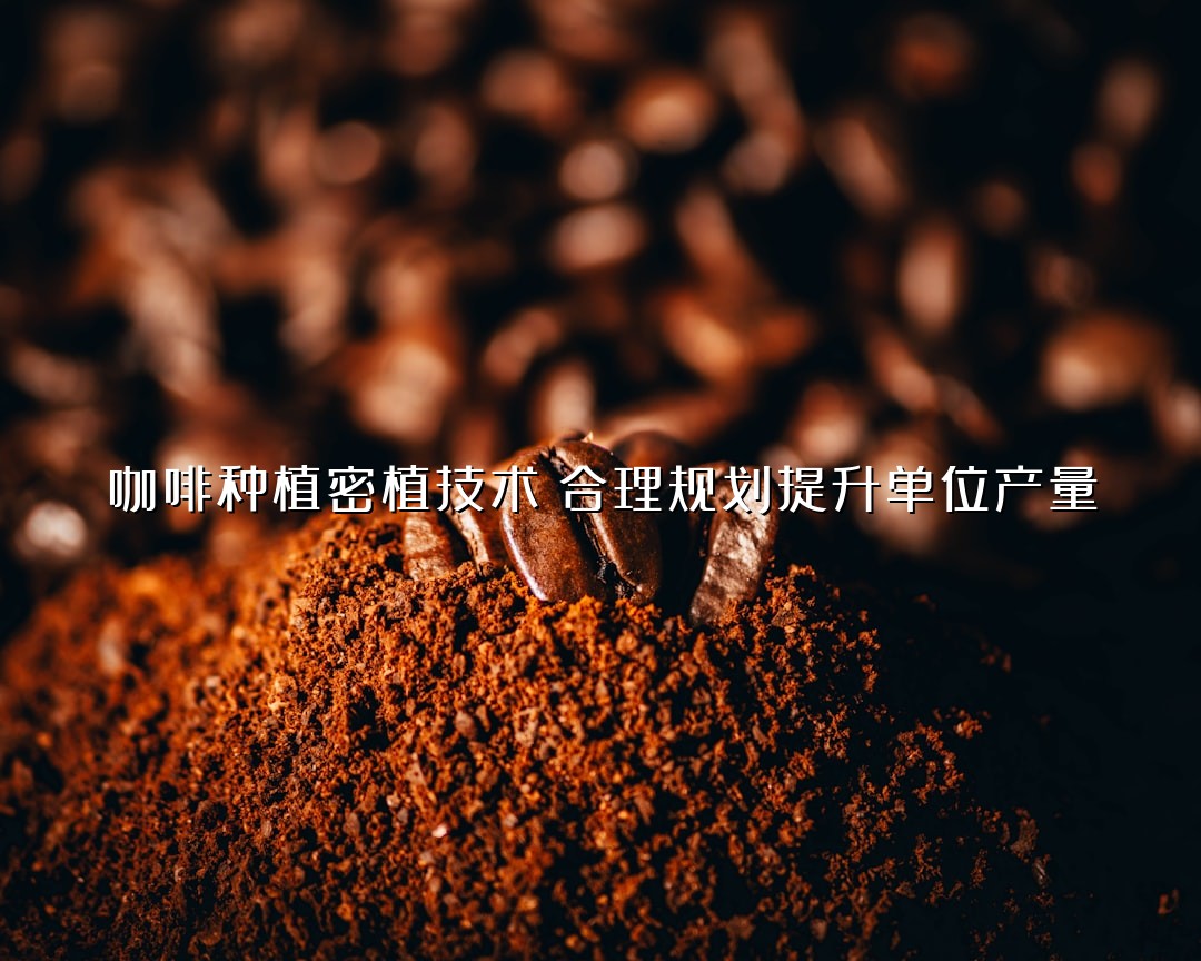 咖啡种植密植技术：合理规划提升单位产量