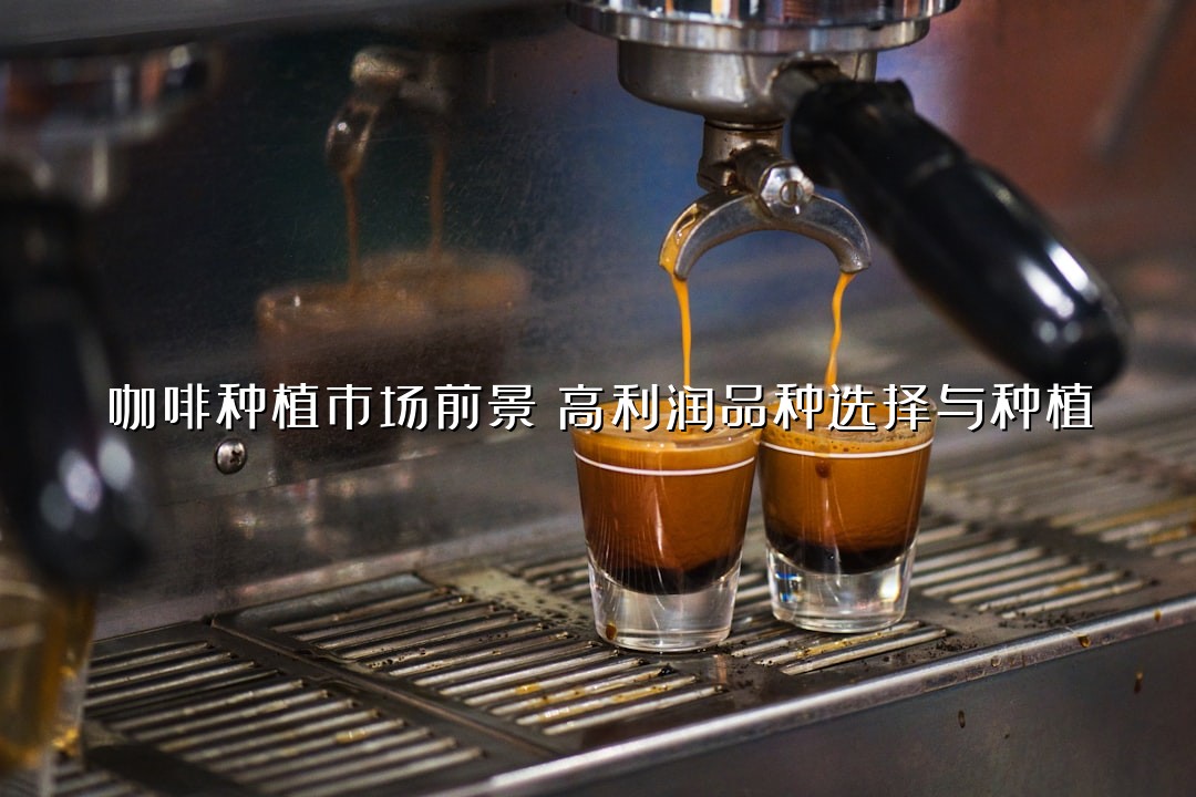 咖啡种植市场前景：高利润品种选择与种植