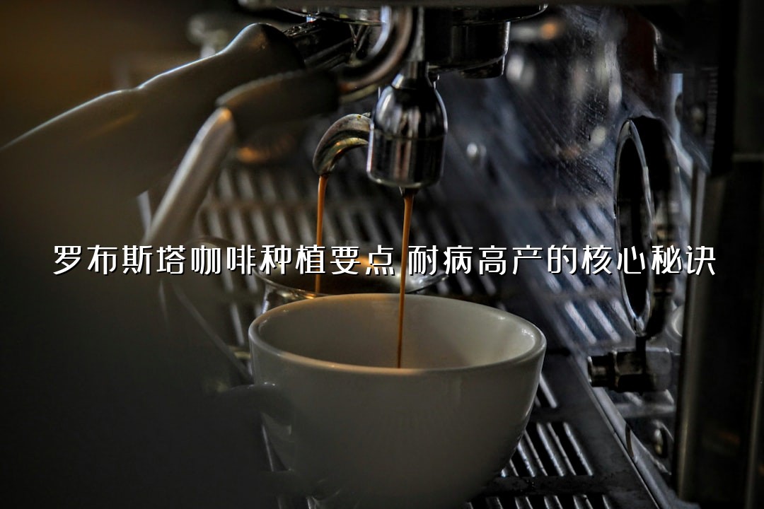 罗布斯塔咖啡种植要点：耐病高产的核心秘诀
