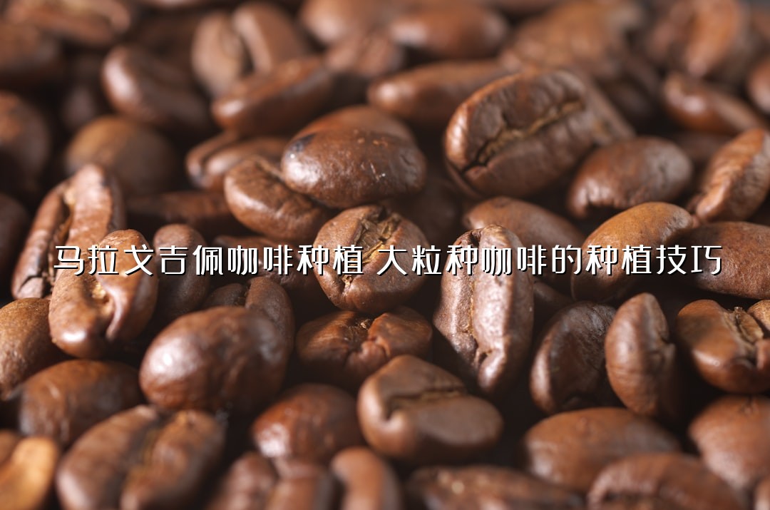 马拉戈吉佩咖啡种植：大粒种咖啡的种植技巧