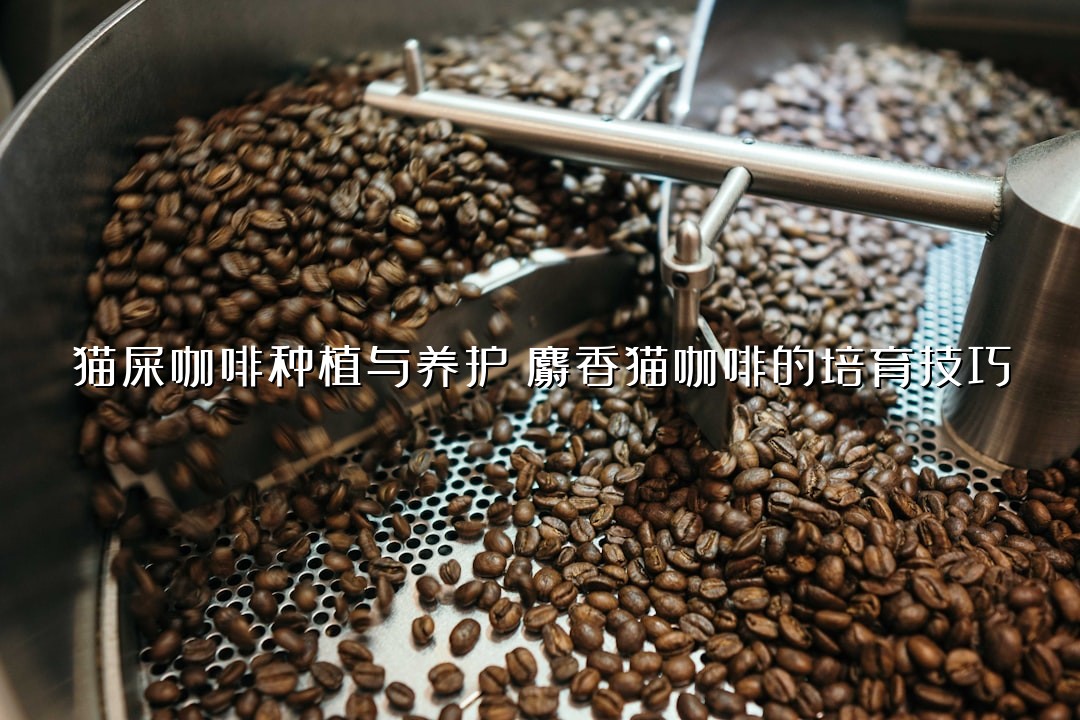 猫屎咖啡种植与养护：麝香猫咖啡的培育技巧