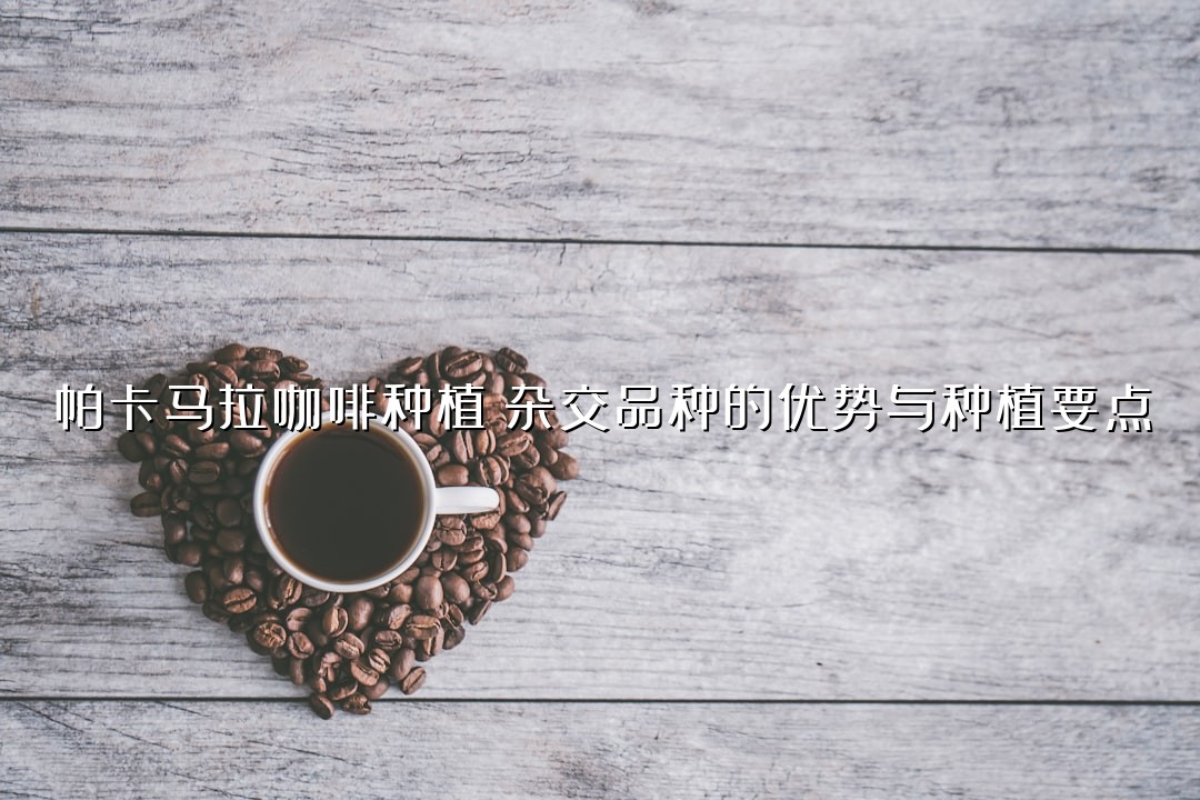 帕卡马拉咖啡种植：杂交品种的优势与种植要点