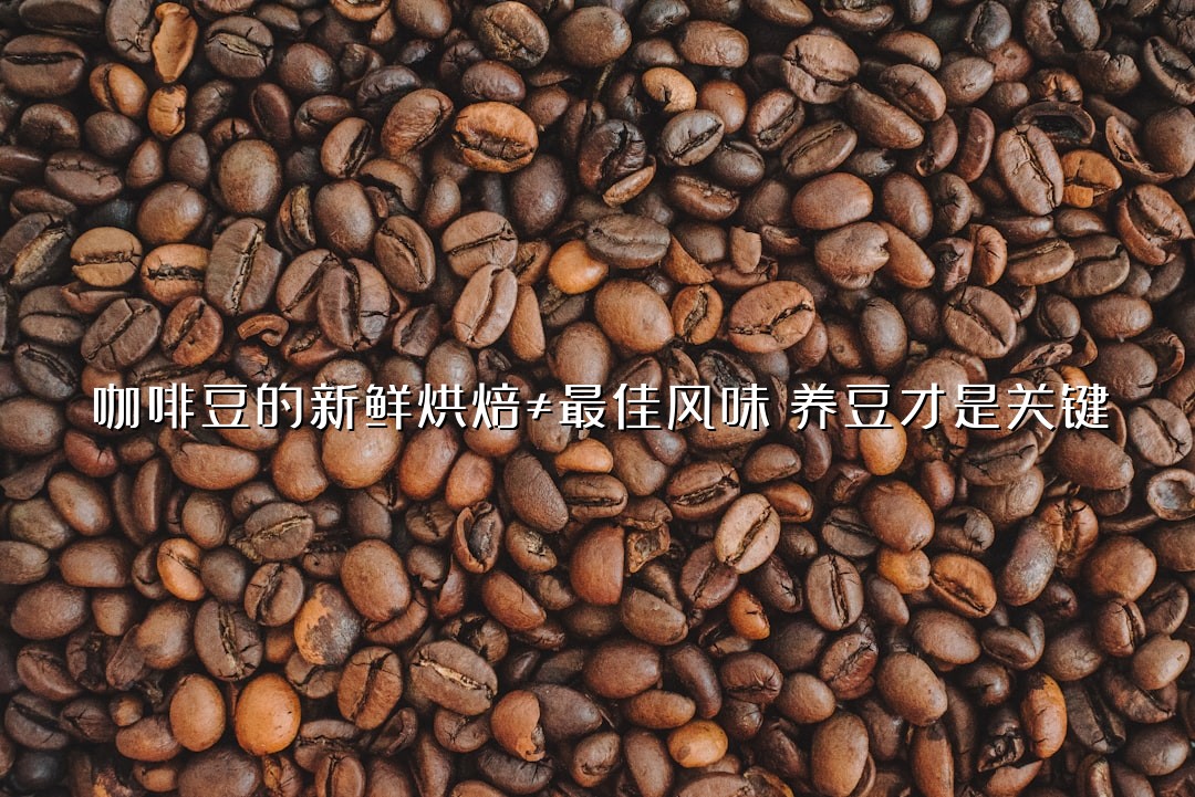 咖啡豆的新鲜烘焙≠最佳风味？养豆才是关键