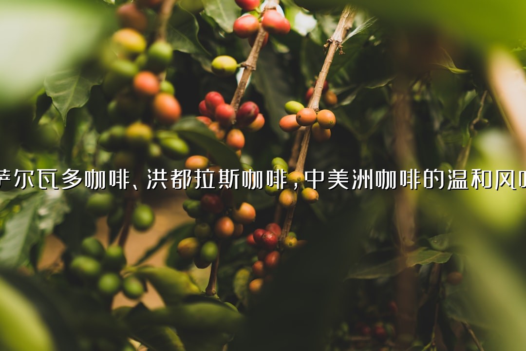 萨尔瓦多咖啡、洪都拉斯咖啡，中美洲咖啡的温和风味