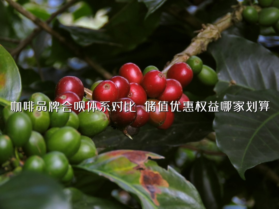 咖啡品牌会员体系对比 储值优惠权益哪家划算