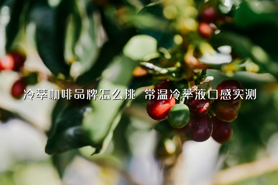 冷萃咖啡品牌怎么挑 常温冷萃液口感实测